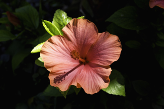 Red Hibiscus in hot Summer